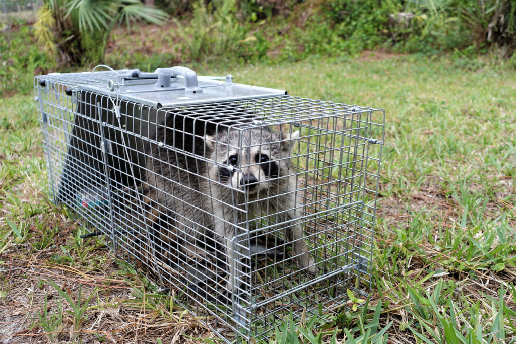 Nuisance Wildlife Removal Marion, OH | Raccoon Removal Mount Gilead,